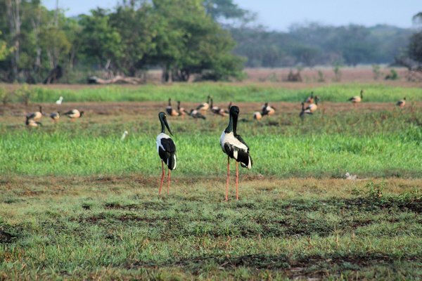 A pair of Jabiru's but can you tell which is female and which is male