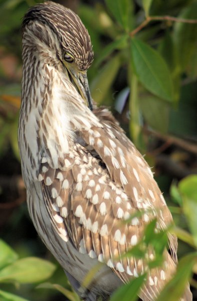 Juvenile Rufus Night Heron showing his extended neck