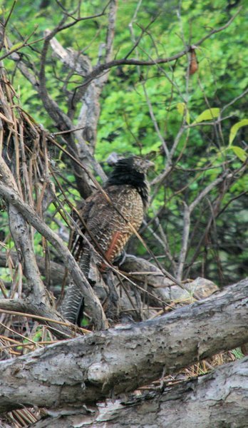 Quick snap of a Pheasant Coucal