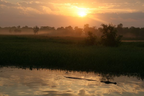 Floating croc at sunrise