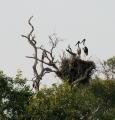 On the nest, the Jabirus