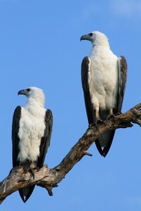 The perfect partnership - the Sea Eagles
