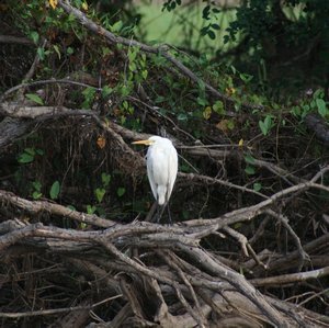 Cattle Egret (I think!)
