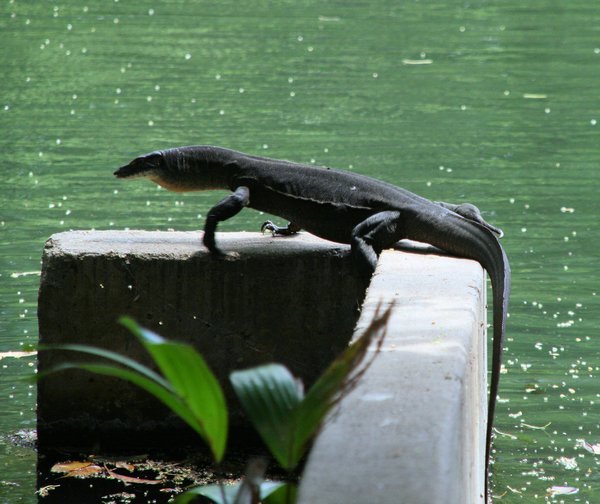 At the first sight of us this Water Monitor headed for home, the water