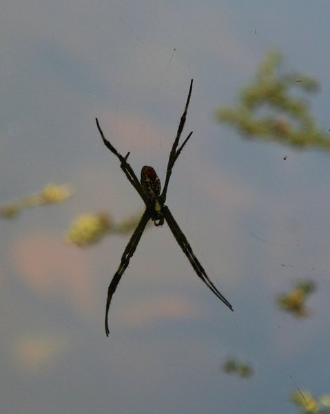 The St Andrews Cross spider