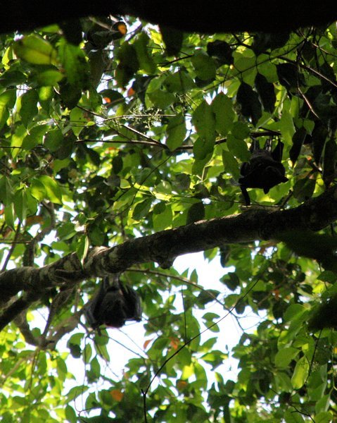 Fruit bats just hanging around in the trees