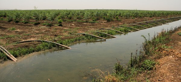 Crop irrigation