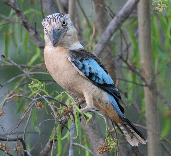 Blue Winged Kookaburra - quite mad