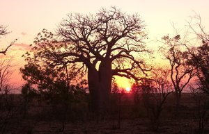 Sunset at One Mile Camp - the Boab Dinner Tree