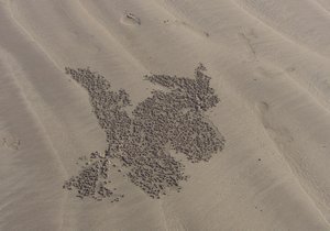Clever crab drawings, have you guessed what it is yet!