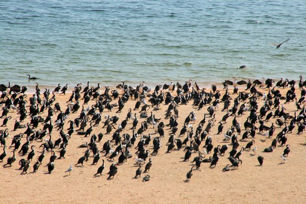 So many cormorants!