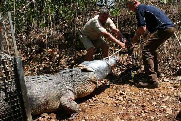 Monster 50 year old male Saltwater Croc pulled out of Berry Spring