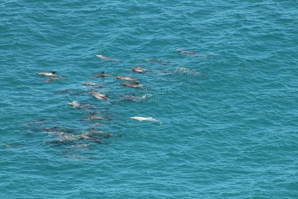 The huge pod of dolphins including the albino