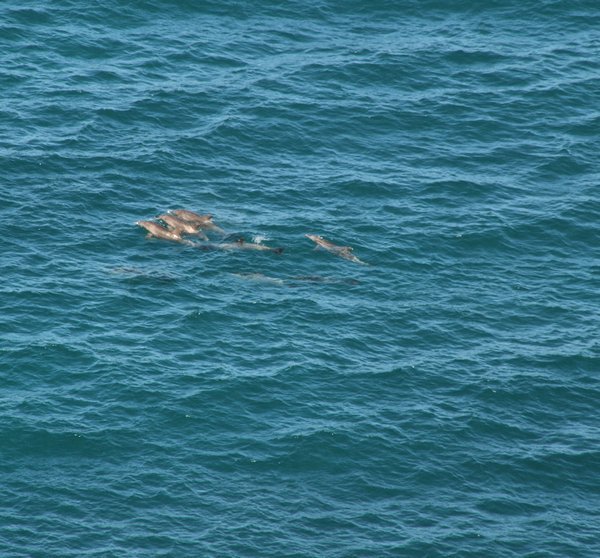 The first small pod of dolphins