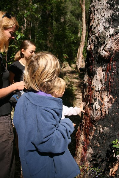 Checking out the bloodwood tree