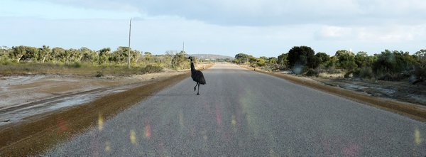 Emu crossing and this was before we left Cape le Grand