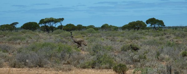 Emus on the Nullarbor