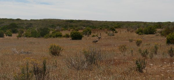 Emus on the way to Memory Cove