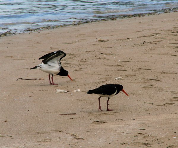 Oyster catchers on the beach