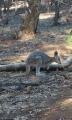Beautiful Wallaby, not seen one like this before we don't think