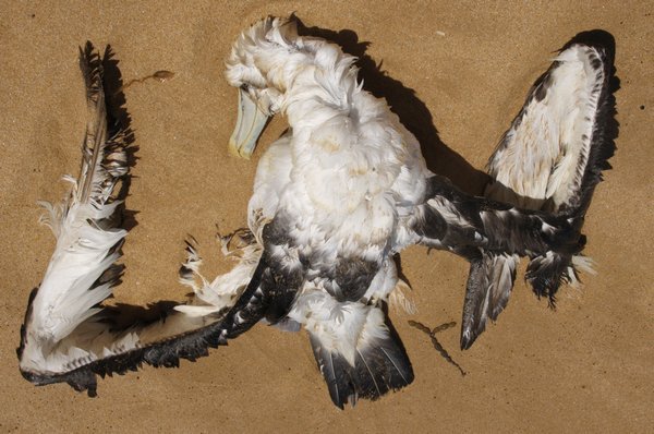 Unfortunate albatross