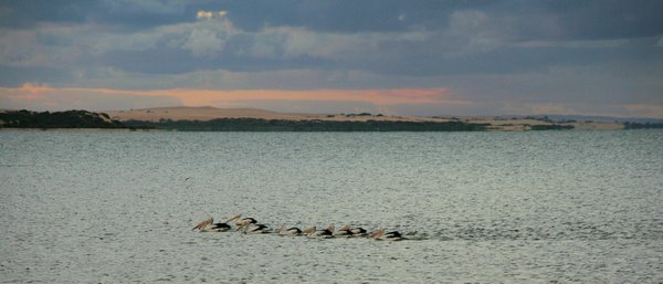 It wouldn't be the Coorong without Pelicans
