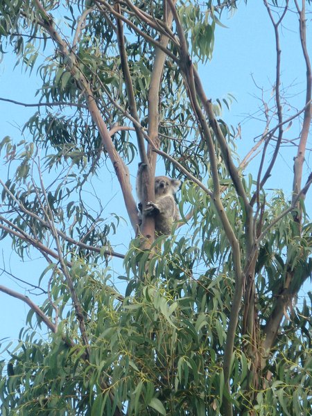 Today's Koala representative up the tree outside the visitor information centre