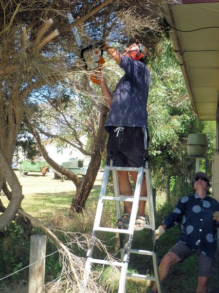 Up a tree with a chainsaw