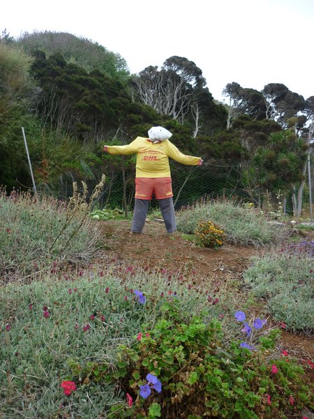 DHL Scarecrow at Boat Harbour Beach