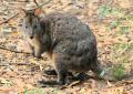 Pademelon, or so we think!