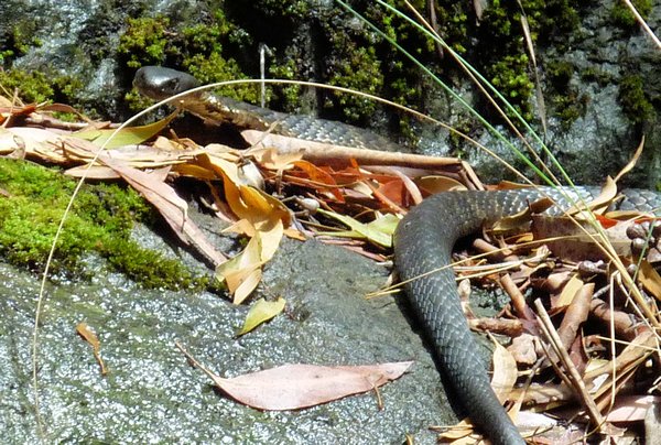 Tiger Snake or Lowland Copperhead - you decide!  Either way he wasn't impressed!