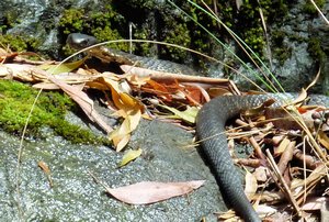 Tiger Snake or Lowland Copperhead - you decide!  Either way he wasn't impressed!