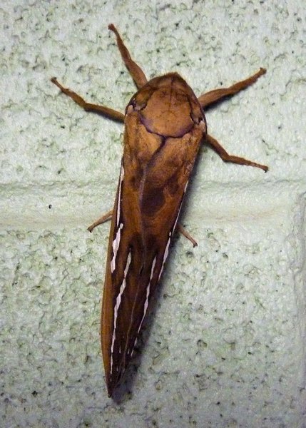 Bogan Moth