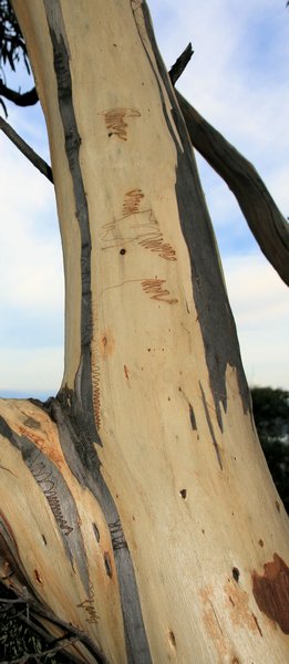 Scribbly Gum on the walk