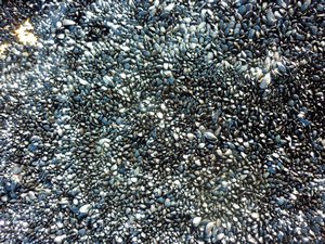 Thousands of tiny black shells
