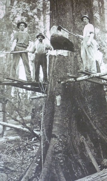 In the old logging days