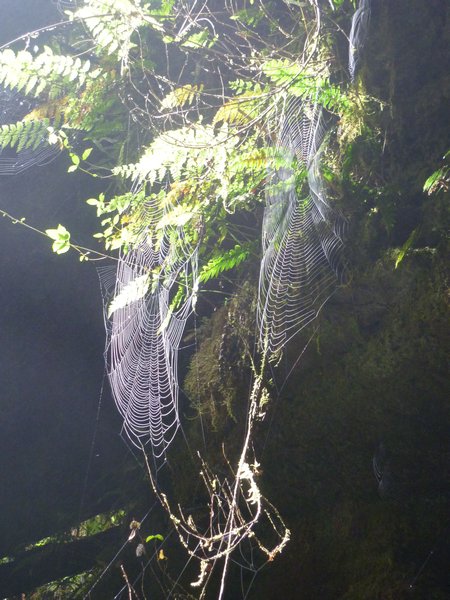 Darryl found some amazing spider webs just outside the cave