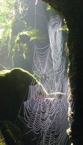 Spooky looking things these webs