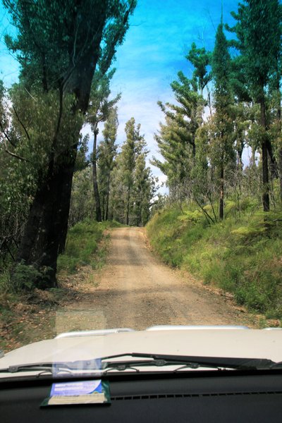 Driving through the South Bruny Forest Reserve