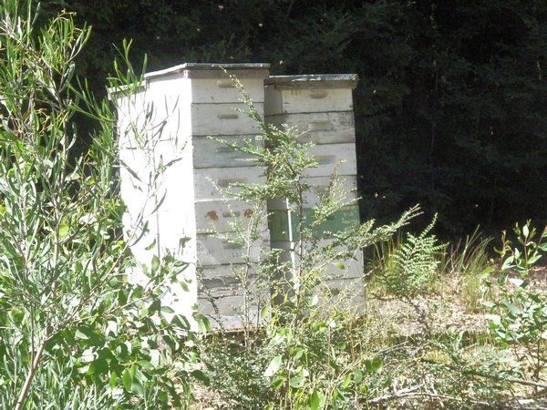 Hives in the forest