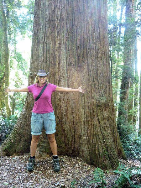 Big trees - would have been better if I'd stood in the middle tho!