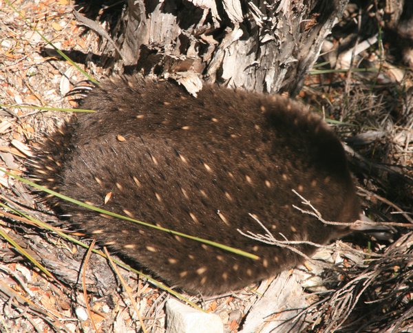 Echidna running for cover