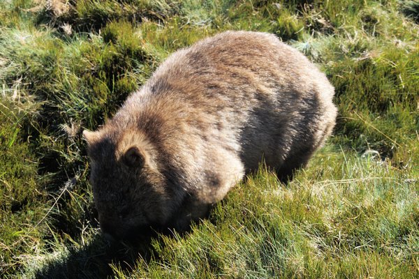 The prize, a beautiful wombat