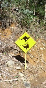 Watch out for wildlife that bounds or runs ...