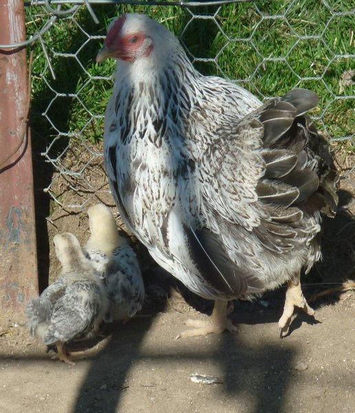 Bantom chook with chicks