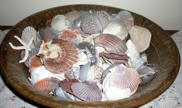 Tony's shell collection is going well