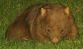 Beautiful Wombat