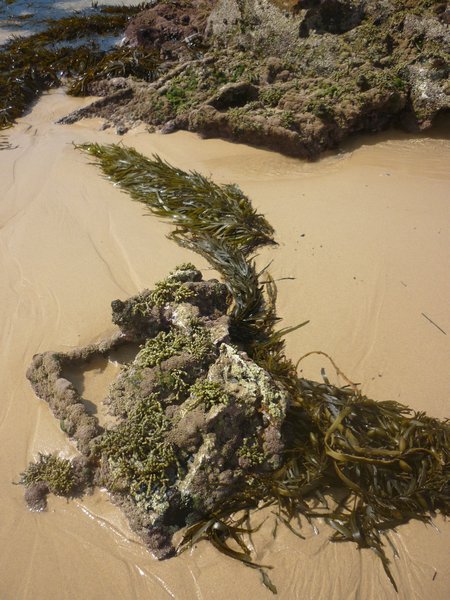 Seaweed at Mystery Bay