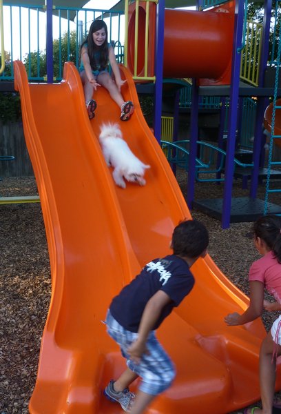 Daisy loves going down the slide.  If a dog could laugh and shout 'Again, Again' it would be her!