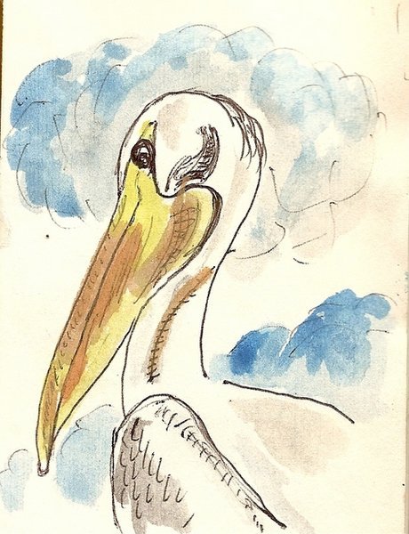Pelican..